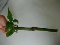 Лот: 3111995. Фото: 3. Шикарная Якобимия (редкое растение... Растения и животные