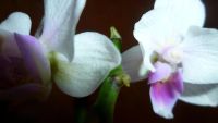 Лот: 4771797. Фото: 2. Орхидея фаленопсис мелкоцветковая... Комнатные растения и уход