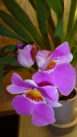 Лот: 4634094. Фото: 2. орхидея мильтония (Мильтония... Комнатные растения и уход