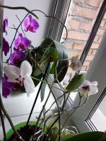 Лот: 16801307. Фото: 2. Орхидея (детки). Комнатные растения и уход