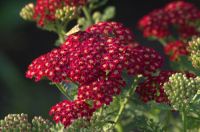 Лот: 22161844. Фото: 2. Тысячелистник красный саженцы... Семена, рассада, садовые растения