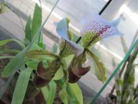 Лот: 4342729. Фото: 7. орхидея (башмак-пафик ) paphiopedilum