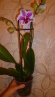 Лот: 6227228. Фото: 2. орхидея фаленопсис(Цветёт)-Phalaenopsis... Комнатные растения и уход