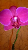 Лот: 5706229. Фото: 2. Орхидея фаленопсис F56(отцвела... Комнатные растения и уход