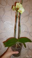 Лот: 7669560. Фото: 5. повторно-орхидея фаленопсис(Multi...