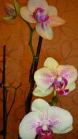 Лот: 4440198. Фото: 2. орхидея фаленопсис( Phal. Tropical... Комнатные растения и уход