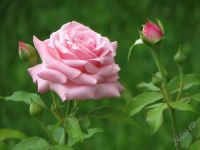 Лот: 2739229. Фото: 2. Розы Чайно-Гибридные (саженцы). Семена, рассада, садовые растения