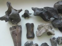 Лот: 18956225. Фото: 2. Кости ископаемых животных. Плейстоцен... Коллекционирование, моделизм