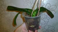 Лот: 4800657. Фото: 2. Орхидея фаленопсис M2. Комнатные растения и уход