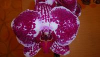 Лот: 6502295. Фото: 2. орхидея фаленопсис №15 отцветает. Комнатные растения и уход