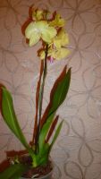 Лот: 5728205. Фото: 5. Орхидея фаленопсис F64