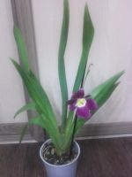 Лот: 4321527. Фото: 2. Орхидея-мильтония(гибридный мильтонопсис... Комнатные растения и уход