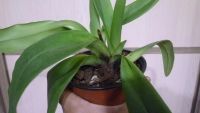 Лот: 4342729. Фото: 6. орхидея (башмак-пафик ) paphiopedilum