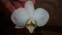 Лот: 5710167. Фото: 2. Орхидея фаленопсис F60(отцветает... Комнатные растения и уход
