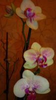 Лот: 4440198. Фото: 5. орхидея фаленопсис( Phal. Tropical...