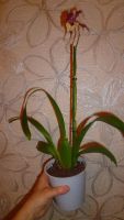 Лот: 6465016. Фото: 2. Орхидея Beallara Eurostar (отцвела... Комнатные растения и уход