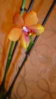 Лот: 4880318. Фото: 6. орхидея фаленопсис ( Queen Nina...