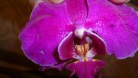 Лот: 5341739. Фото: 2. Орхидея фаленопсис F25(отцвела... Комнатные растения и уход