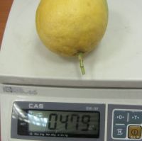 Лот: 9182825. Фото: 2. лимон крупноплодный №59. Комнатные растения и уход
