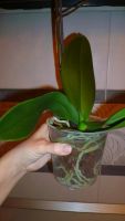 Лот: 5167368. Фото: 3. орхидея фаленопсис 04( отцвела... Растения и животные