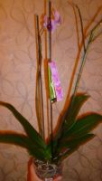 Лот: 4770435. Фото: 5. Орхидея фаленопсис Н5(отцветает...