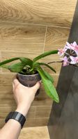 Лот: 21791941. Фото: 3. Орхидея Фаленопсис Passione, мультифлора... Растения и животные