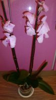 Лот: 4520045. Фото: 5. орхидея фаленопсис Е7 (Phalaenopsis...