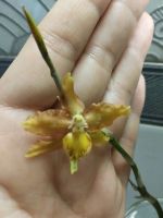 Лот: 14968801. Фото: 2. Орхидея Камбрия , сейчас не цветет... Комнатные растения и уход