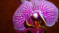 Лот: 6448398. Фото: 2. орхидея фаленопсис (F16)-отцвела. Комнатные растения и уход