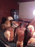 Лот: 9670124. Фото: 2. Цыплята яично мясной породы. Животные и уход