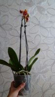 Лот: 4520111. Фото: 2. орхидея фаленопсис Е6. Комнатные растения и уход