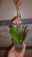 Лот: 5444864. Фото: 2. орхидея мини-фаленопсис(отцвела... Комнатные растения и уход