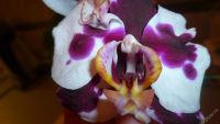 Лот: 5710298. Фото: 6. Орхидея фаленопсис F57(отцвела...