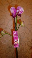 Лот: 4440226. Фото: 3. орхидея фаленопсис (Phalaenopsis... Растения и животные