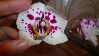 Лот: 5204295. Фото: 2. орхидея фаленопсис F4( отцветает... Комнатные растения и уход
