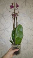 Лот: 3905872. Фото: 3. орхидея Фаленопсис №32/1(пелоричен... Растения и животные