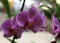 Лот: 9855094. Фото: 5. Куплю орхидею фаленопсис