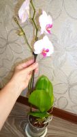 Лот: 4519940. Фото: 4. орхидея фаленопсис Е4(Phalaenopsis... Красноярск