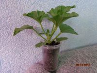 Лот: 4500533. Фото: 2. Пеларгония королевская Оливия-черенок... Комнатные растения и уход
