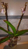 Лот: 5204295. Фото: 3. орхидея фаленопсис F4( отцветает... Растения и животные