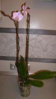 Лот: 3906654. Фото: 2. орхидея фаленопсис №34. Комнатные растения и уход