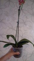 Лот: 4429047. Фото: 3. орхидея фаленопсис D7. Растения и животные