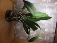Лот: 1456481. Фото: 3. Орхидея Onc. Ladda ‘Salaya’. Растения и животные