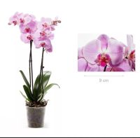 Лот: 20601487. Фото: 2. Орхидея Фаленопсис "Сакраменто... Комнатные растения и уход