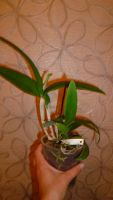 Лот: 4757915. Фото: 6. орхидея каттлея ("желтая")