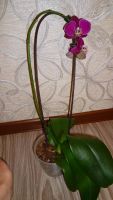 Лот: 4556521. Фото: 3. орхидея фаленопсис F10 (отцвела... Растения и животные