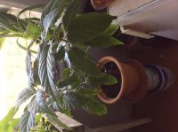 Лот: 3111995. Фото: 2. Шикарная Якобимия (редкое растение... Комнатные растения и уход