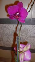 Лот: 5300907. Фото: 7. Орхидея фаленопсис F20(отцветает...