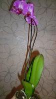 Лот: 5614501. Фото: 4. Орхидея фаленопсис F42. Красноярск