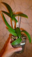 Лот: 4757915. Фото: 5. орхидея каттлея ("желтая")